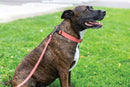 Sport Style Coral Reef Leather Leash - Dog Leash - Euro