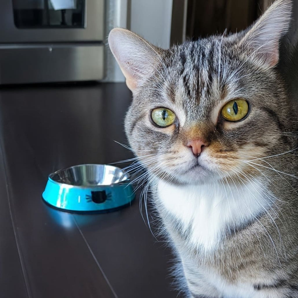 Stainless Steel Cat Bowl – Non-Slip Durable & Easy to Clean