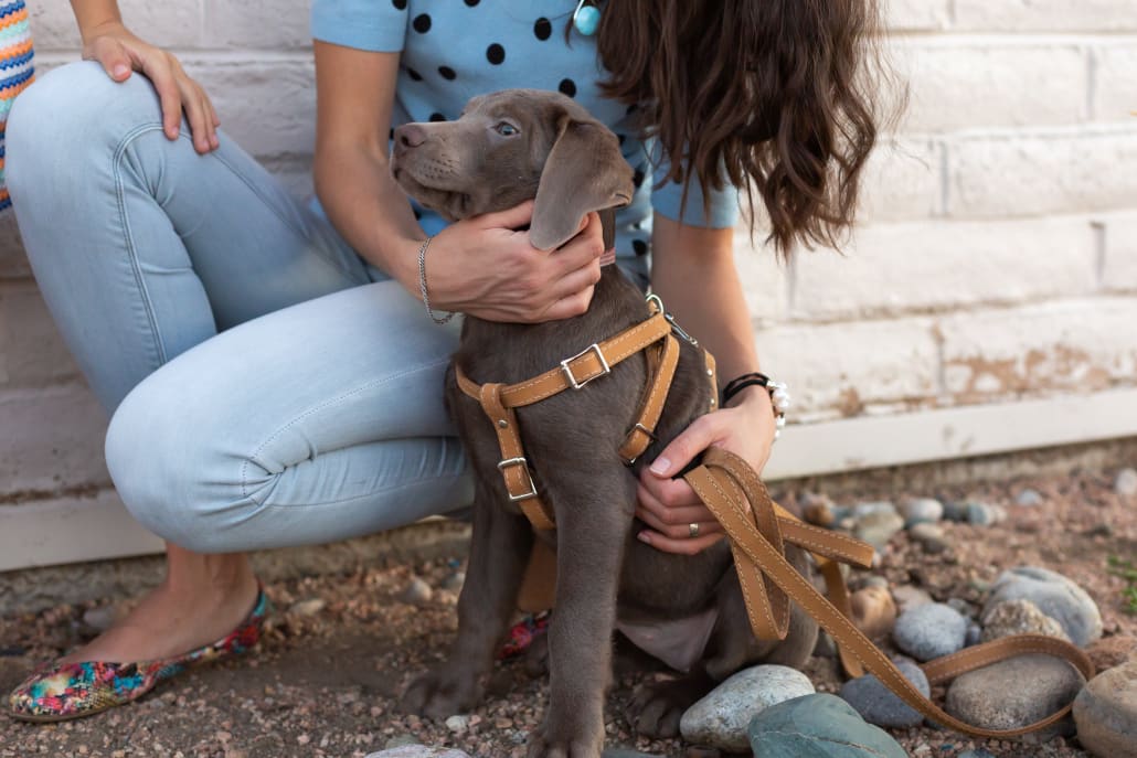 Step In Leather Dog Harness - Dog Harness - Euro Style