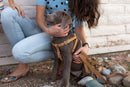 Step In Leather Dog Harness - Dog Harness - Euro Style