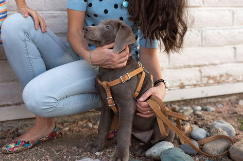 Step In Leather Dog Harness - Dog Harness - Euro Style