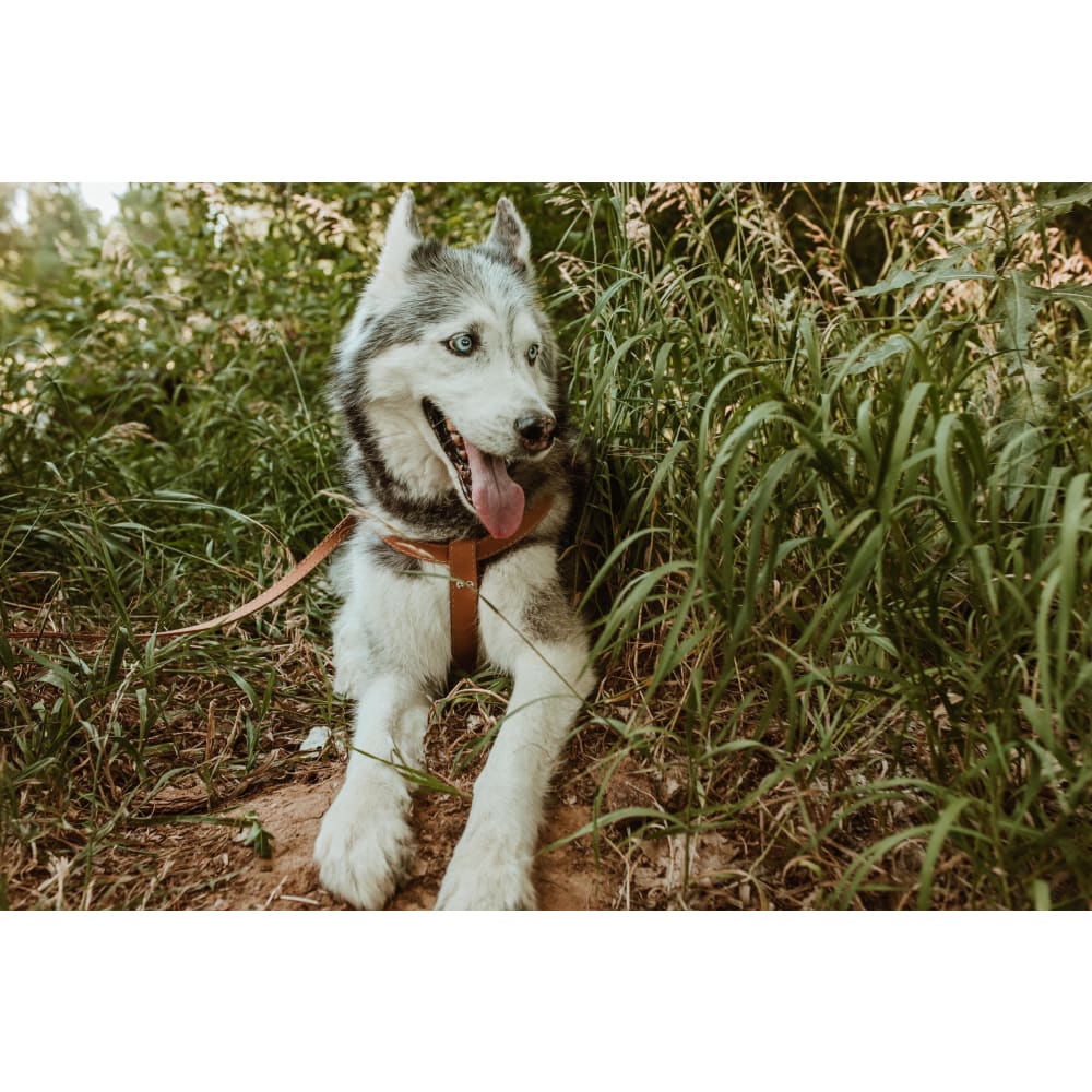 Step In Leather Dog Harness - Dog Harness - Euro Style