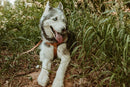 Step In Leather Dog Harness - Dog Harness - Euro Style