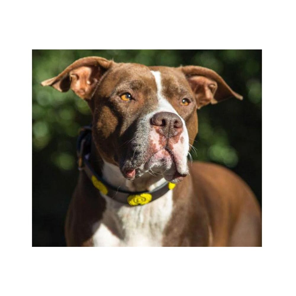 Sunshine Beaded Dog Collar - Dog Collars - Maasai