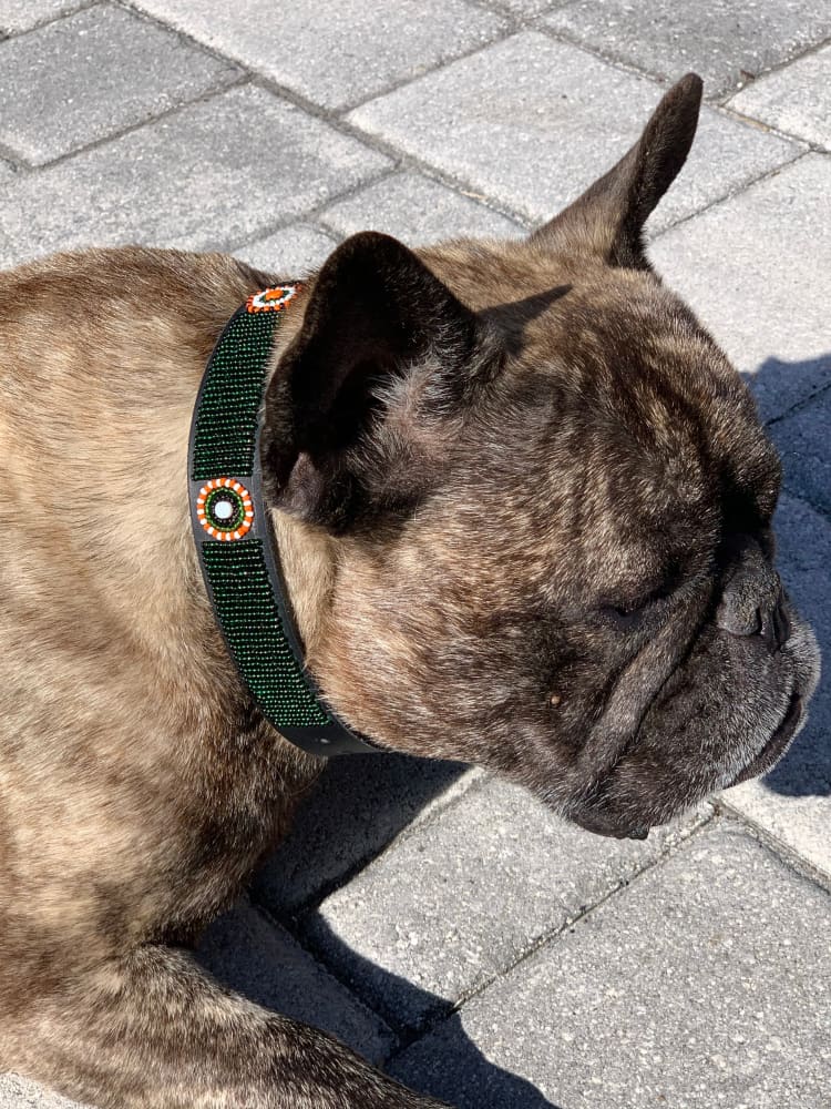 The Babington Collection Dog Collars - Dog Collars - Maasai