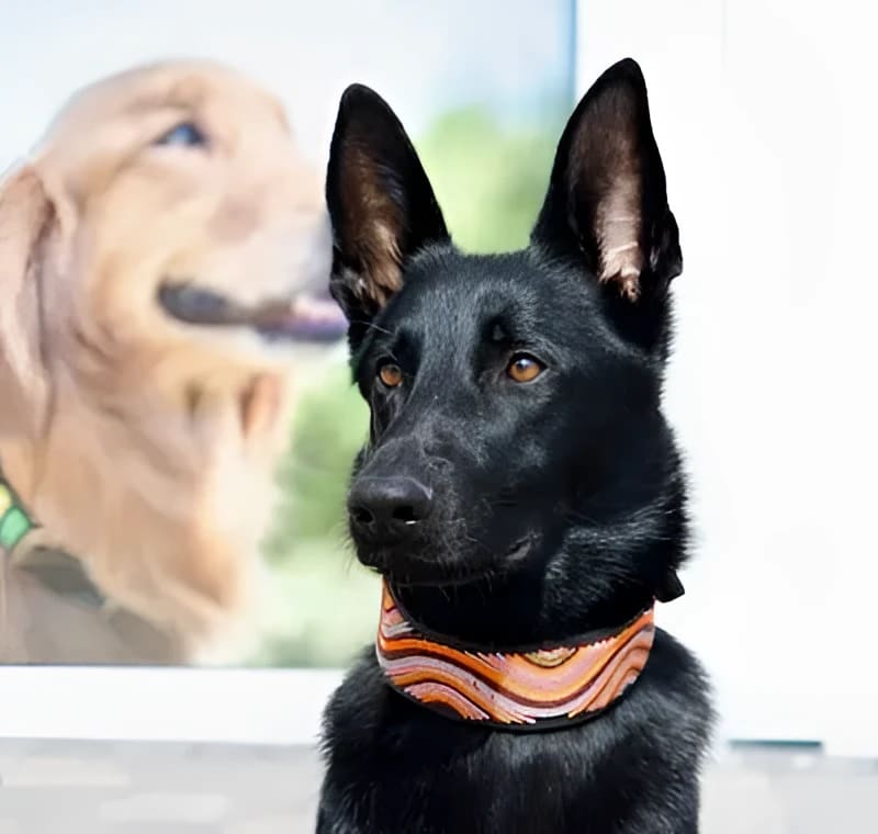 The Groove Beaded Dog Collar - Dog Collars - Maasai