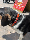 The Groove Beaded Dog Collar - Dog Collars - Maasai