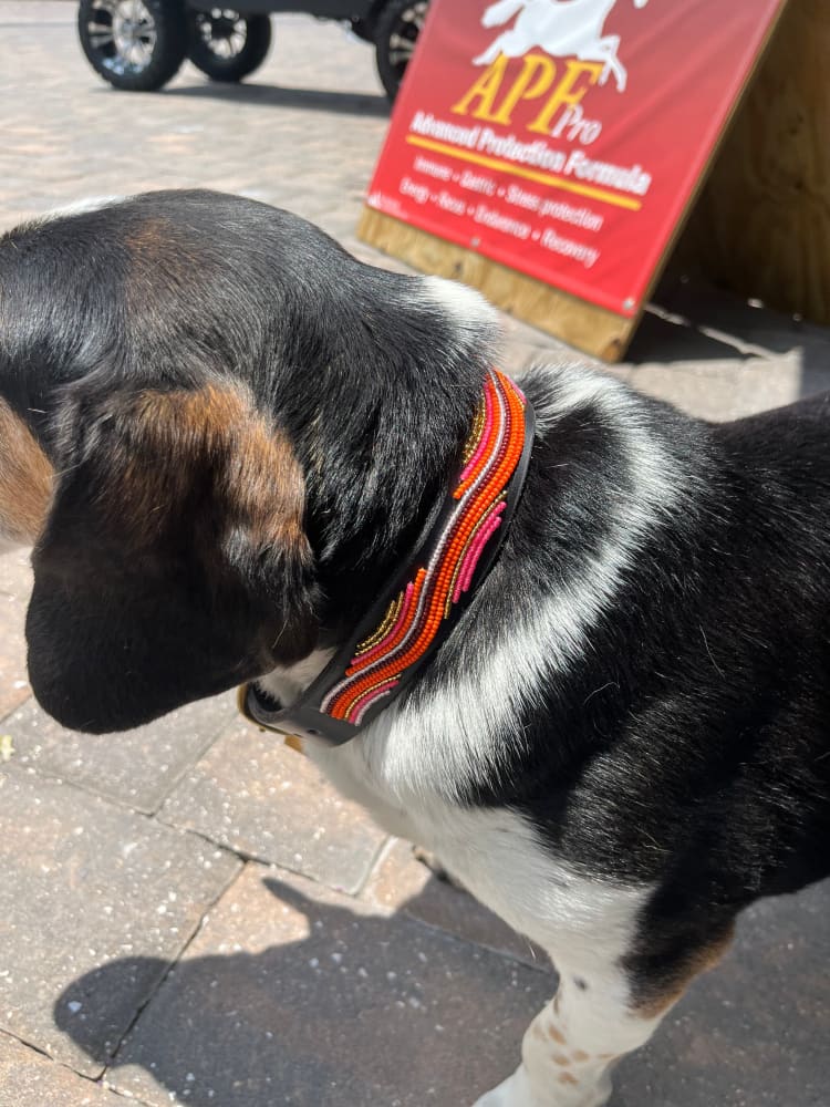 The Groove Beaded Dog Collar - Dog Collars - Maasai