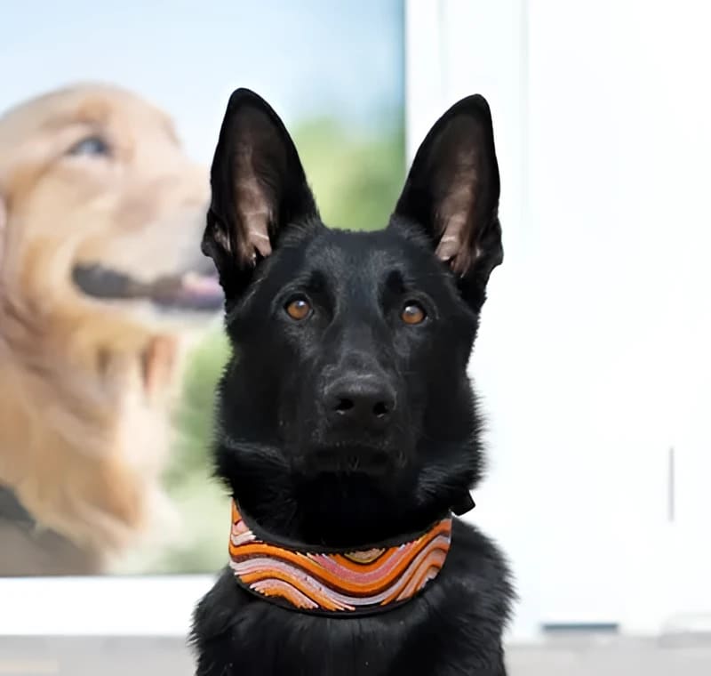 The Groove Beaded Dog Collar - Dog Collars - Maasai