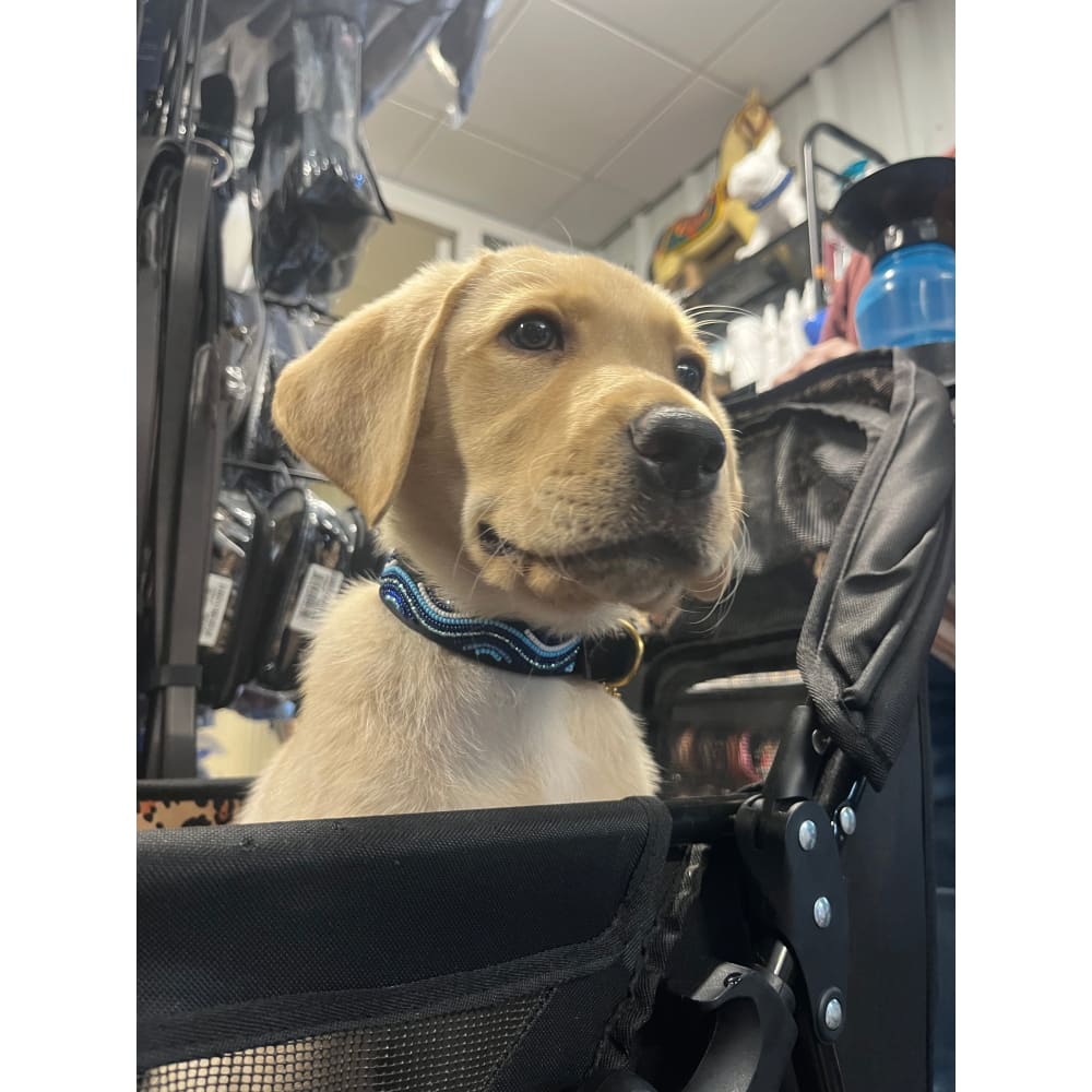 The Wave Beaded Dog Collar - Dog Collars - Maasai