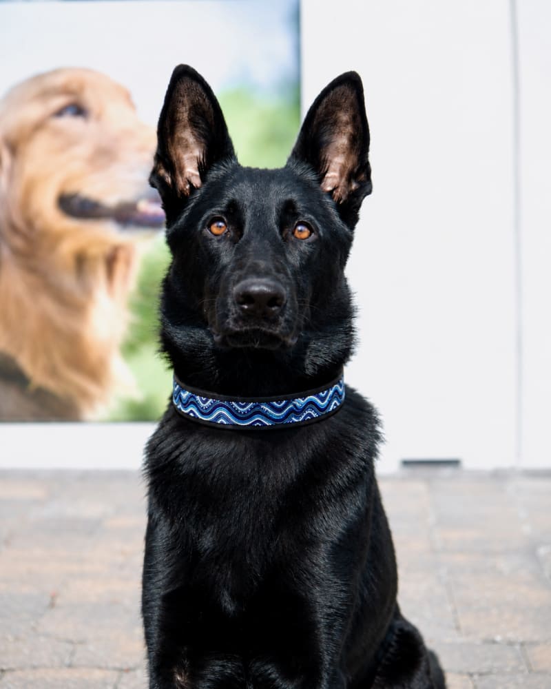 The Wave Beaded Dog Collar - Dog Collars - Maasai