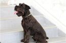 TKC Exclusive Holiday Argyle Beaded Dog Collar - Dog