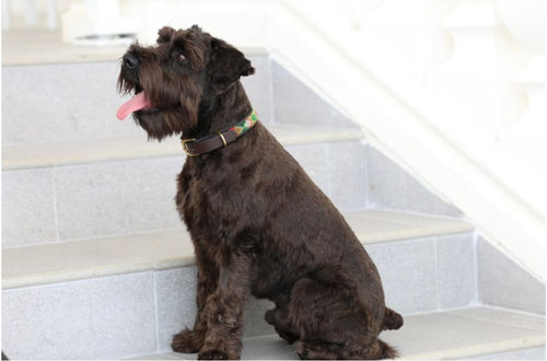 TKC Exclusive Holiday Argyle Beaded Dog Collar - Dog