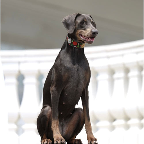 TKC Exclusive Holiday Dots Beaded Dog Collar - Dog Collars