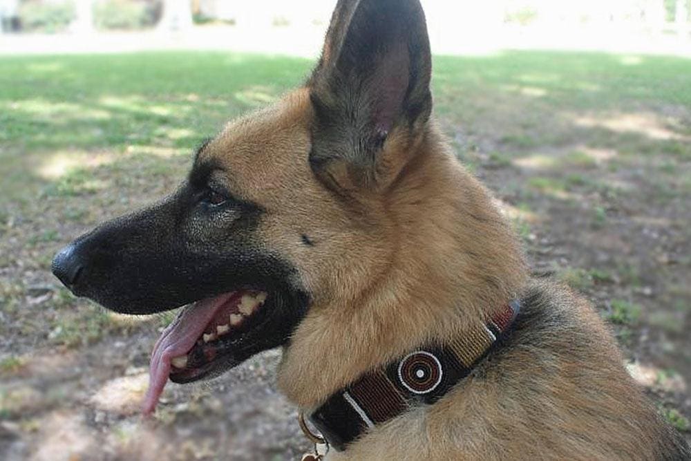 Topi Beaded Dog Collar - Dog Collars - Maasai