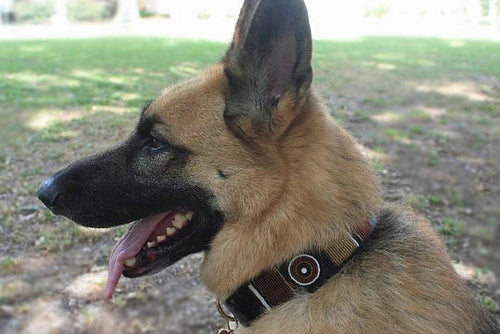 Topi Beaded Dog Collar - Dog Collars - Maasai