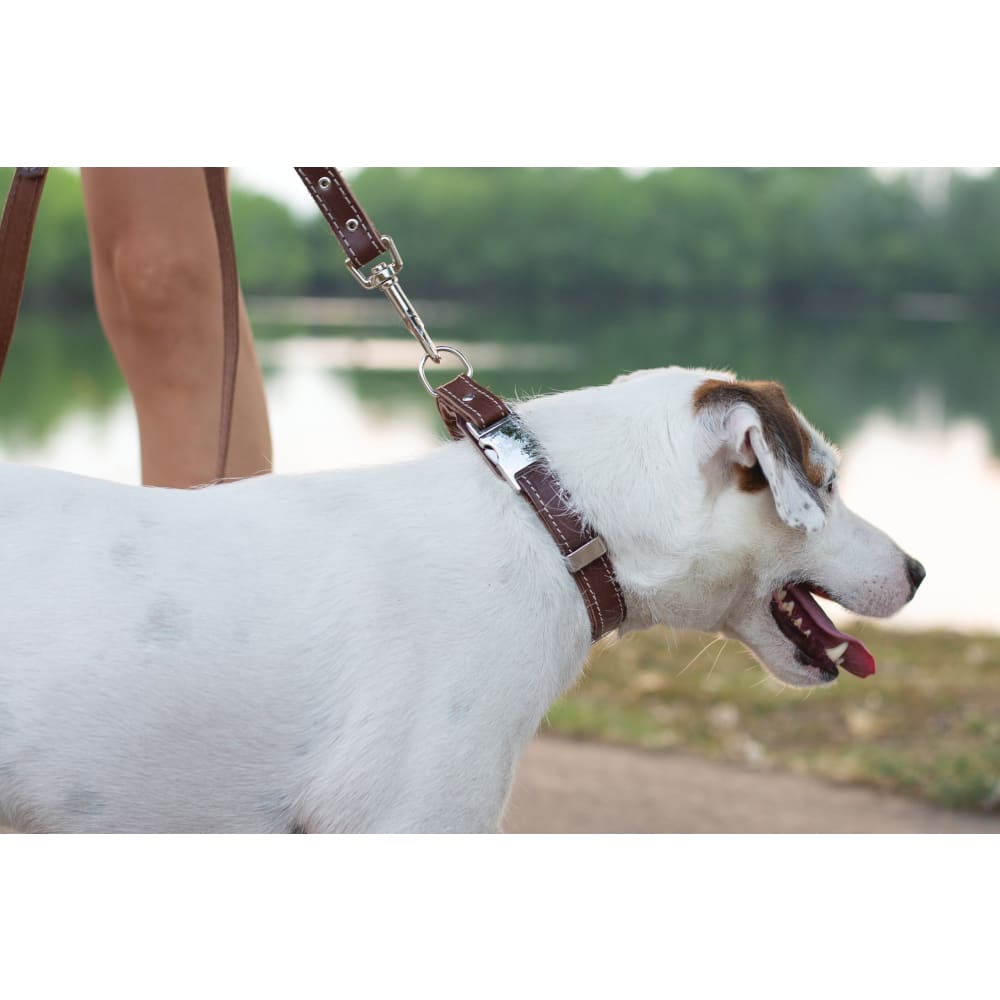 Traditional Chocolate Leather Leash - Dog Leash - Euro Style