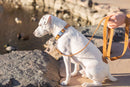 Traditional Khaki Leather Leash - Dog Leash - Euro Style
