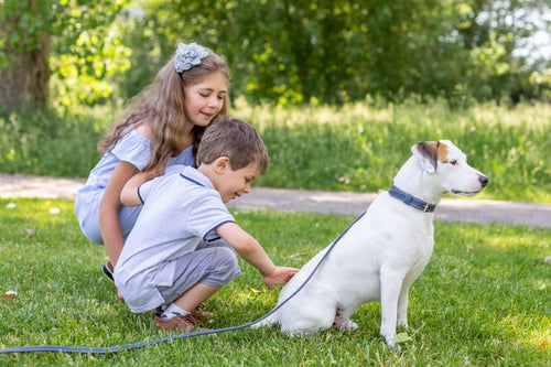 Traditional Style Leather Collar and Leash Set - Dog