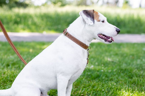 Traditional Style Leather Collar and Leash Set - Dog