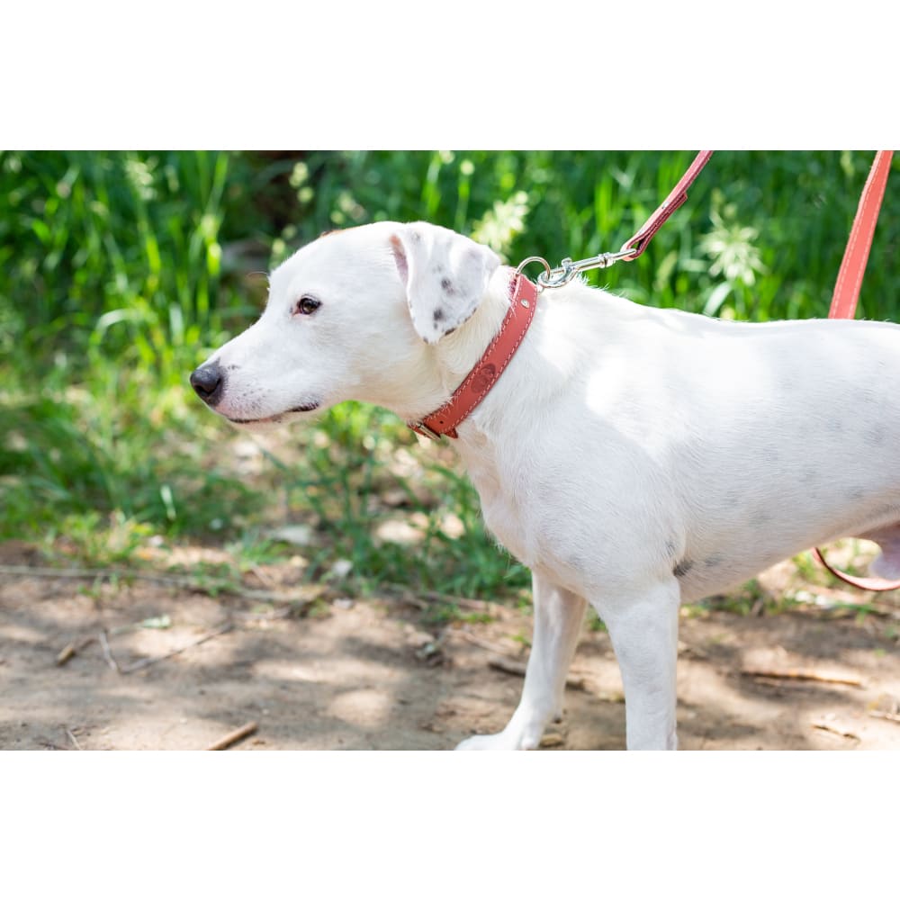 Traditional Style Leather Collar and Leash Set - Dog