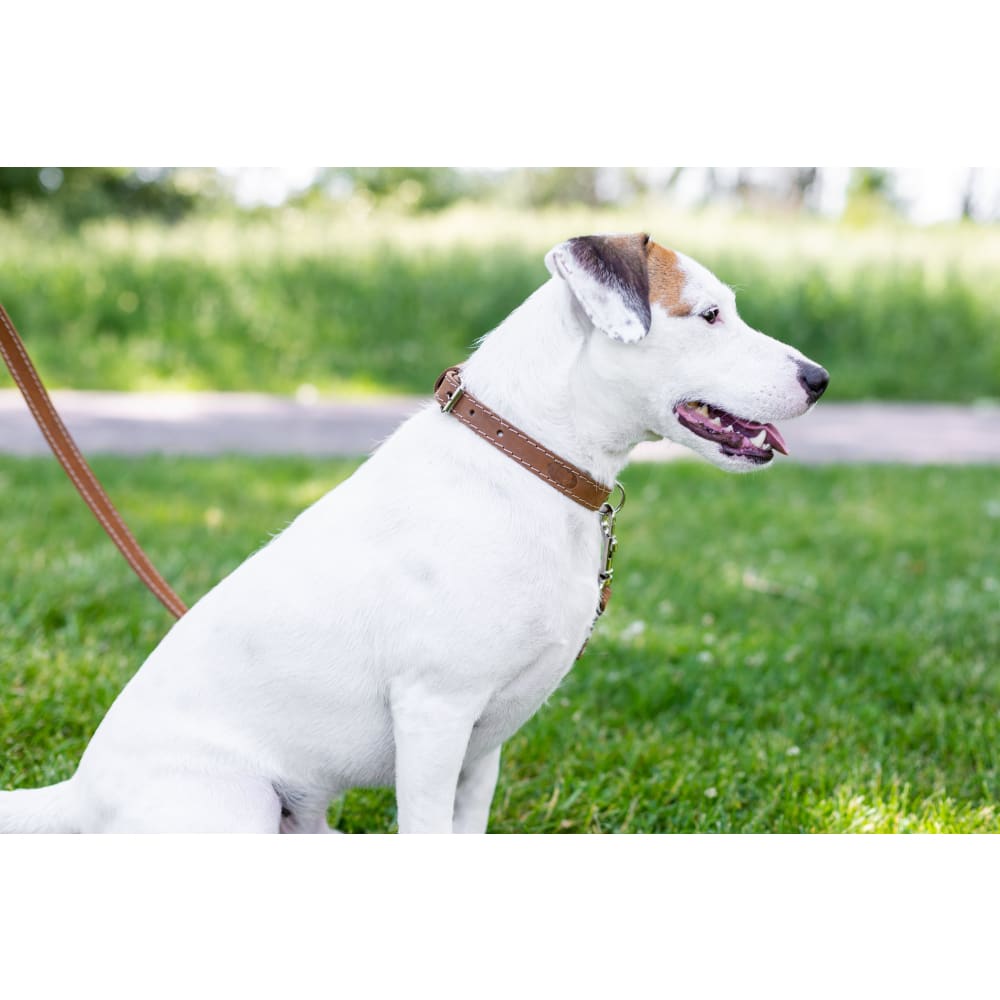 Traditional Style Leather Collar and Leash Set - Dog