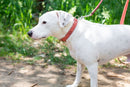 Traditional Style Leather Collar and Leash Set - Dog