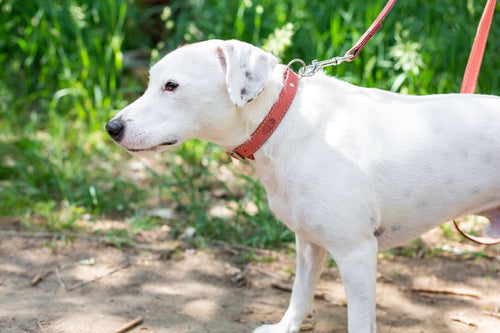 Traditional Style Leather Collar and Leash Set - Dog