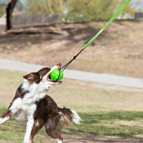 Tree Tugger - Toss and Retrieve Dog Toy