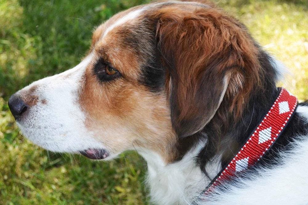 Unity Beaded Dog Collar - Dog Collars - Maasai