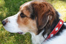 Unity Beaded Dog Collar - Dog Collars - Maasai