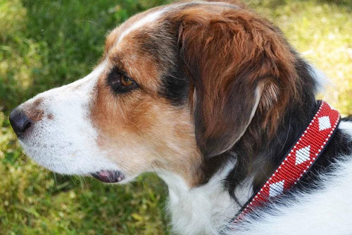 Unity Beaded Dog Collar - Dog Collars - Maasai