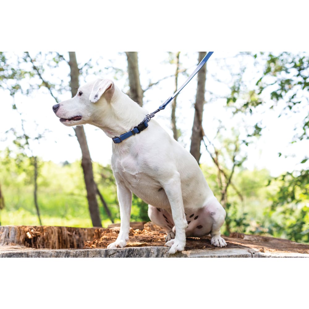 Waterproof Blue Jeans Super Soft PVC Dog Collar - Dog