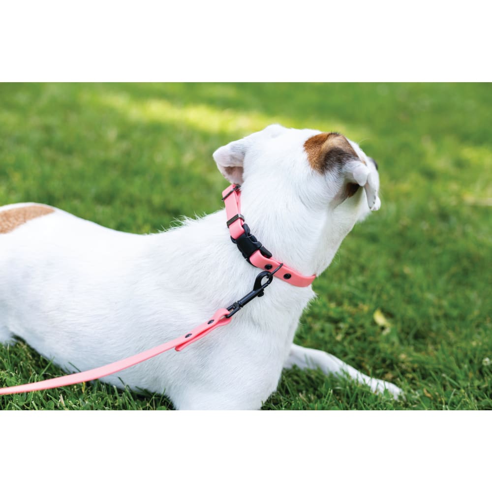 Waterproof Coral Reef Super Soft PVC Dog Collar - Dog