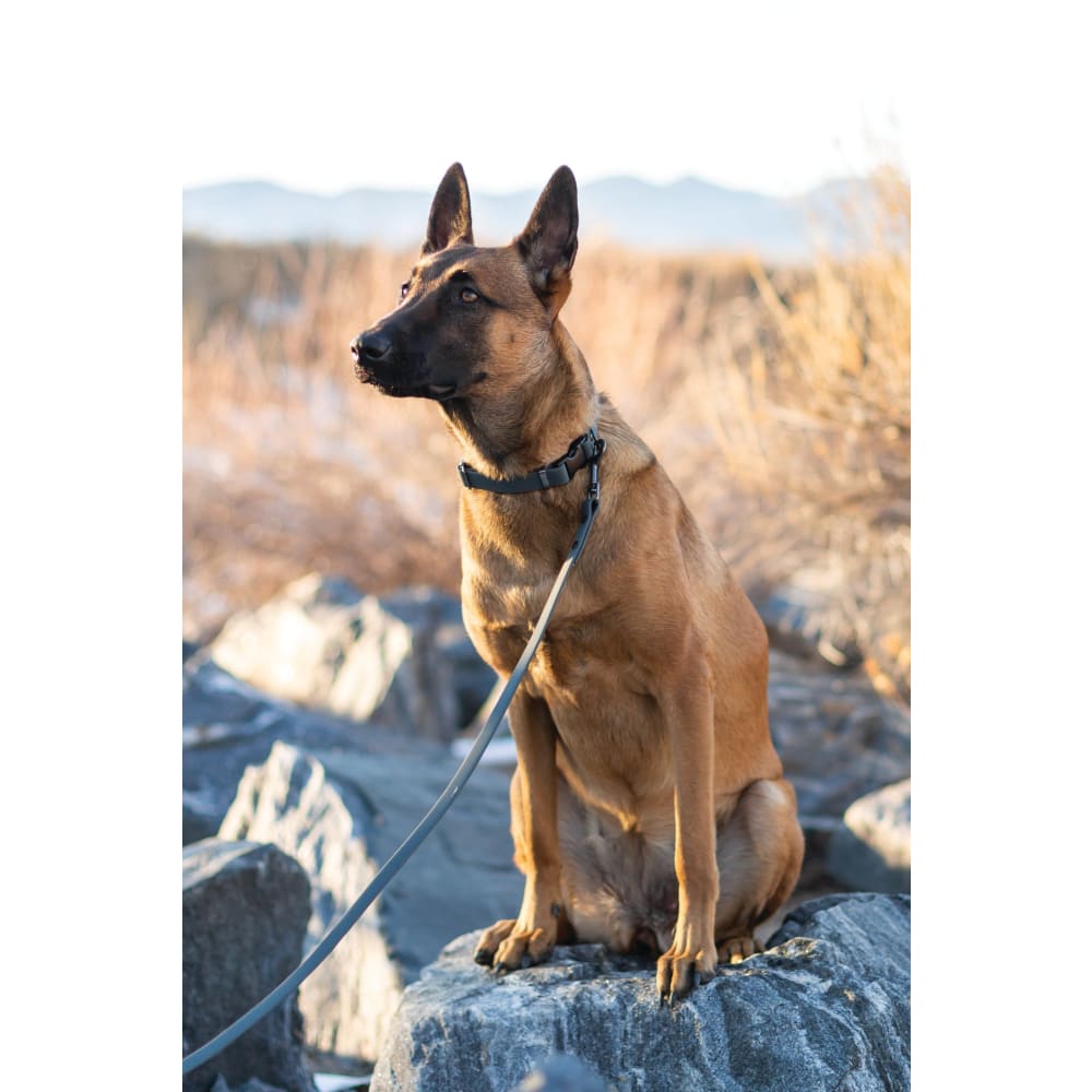 Waterproof Super Soft PVC Dog Collar - Dog Collars - Euro