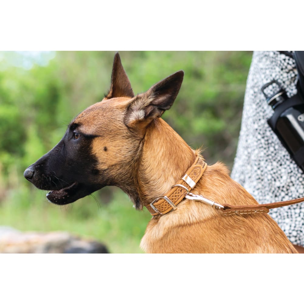 Z Celtic Style Leather Dog Collar - Dog Collars - Euro Style