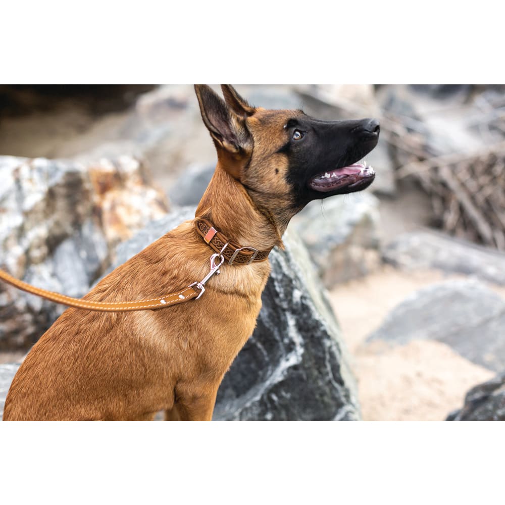 Z Celtic Style Leather Dog Collar - Dog Collars - Euro Style