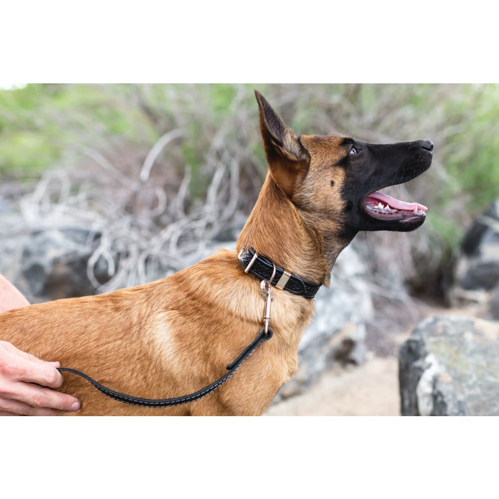 Z Celtic Style Leather Dog Collar - Dog Collars - Euro Style