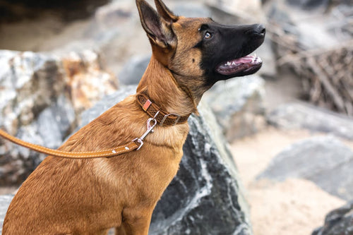 Z Celtic Style Leather Dog Collar - Dog Collars - Euro Style