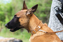 Z Celtic Style Leather Dog Collar - Dog Collars - Euro Style