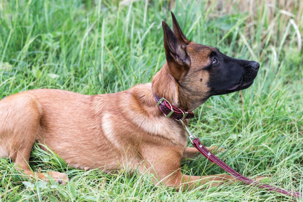 Z Celtic Style Leather Dog Collar - Dog Collars - Euro Style