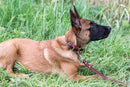 Z Celtic Style Leather Dog Collar - Dog Collars - Euro Style