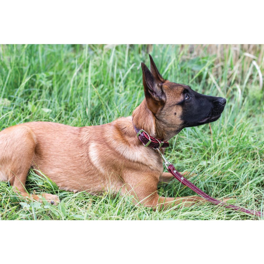 Z Celtic Style Leather Dog Collar - Dog Collars - Euro Style