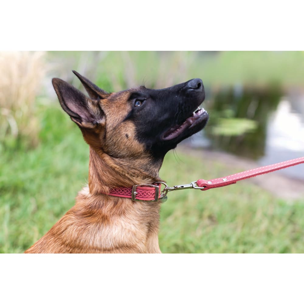 Z Celtic Style Leather Dog Collar - Dog Collars - Euro Style