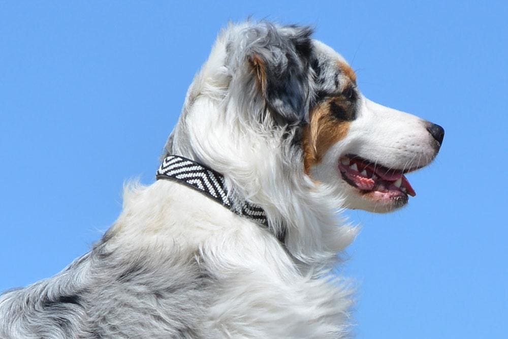 Zebra Beaded Dog Collar